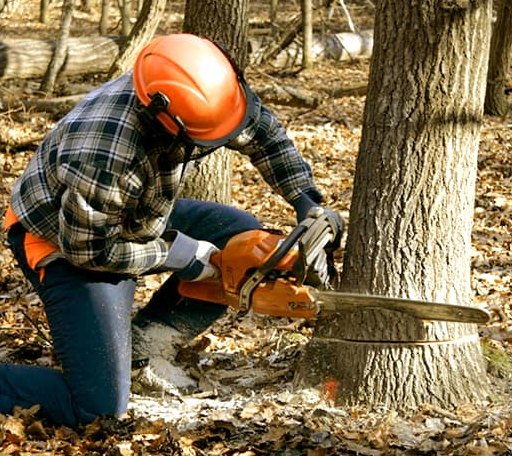 Tree Removal in Bynum, TX